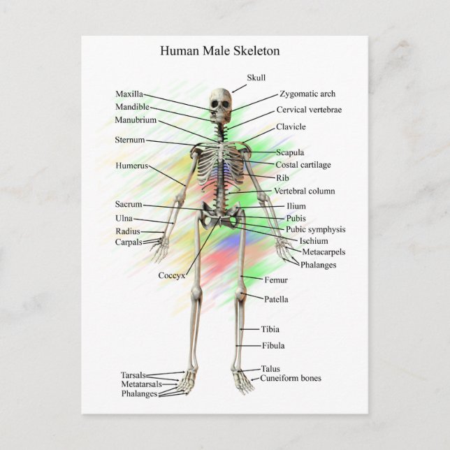 Human Male Skeleton Vykort (Framsida)