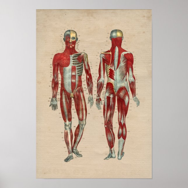 Human Muscle Anatomy 1841 Print Poster (Framsidan)