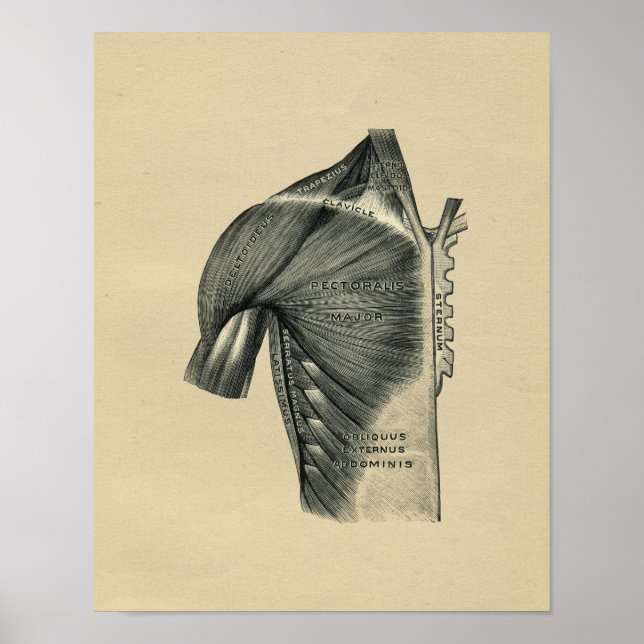 Human Muscle Anatomy 1902 Vintage Print Poster (Framsidan)