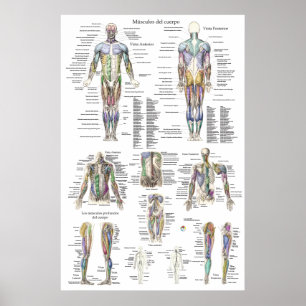 Human Muscle Anatomy Chart på spanska Poster