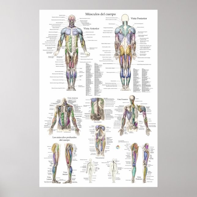 Human Muscle Anatomy Chart på spanska Poster (Framsidan)