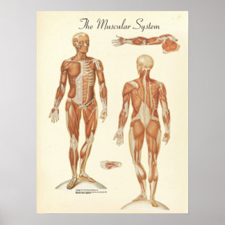 Human Muscle Anatomy Diagram Poster