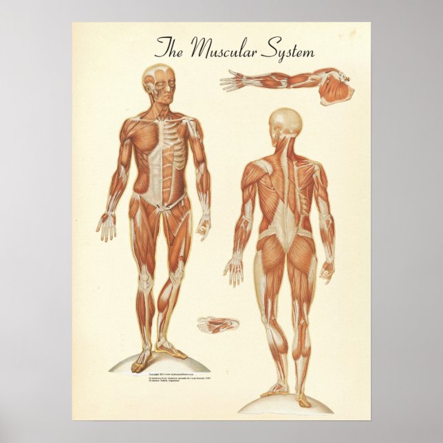 Human Muscle Anatomy Diagram Poster (Framsidan)