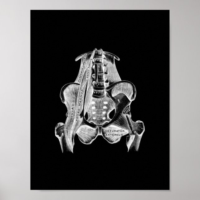 Human Muscle Anatomy in Black and White Print Poster (Framsidan)