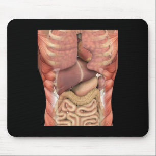Human Muscles Organs Scary Anatomy Teacher Hallowe Musmatta