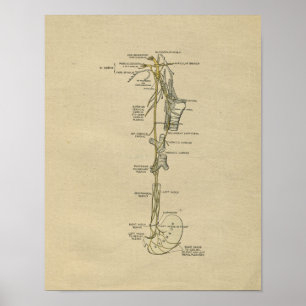 Human Nerve Anatomy 1902 Vintage Skriv ut Poster