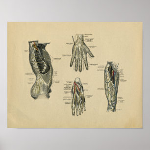 Human Nerves Anatomy 1902 Vintage Print Poster