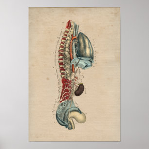 Human Nervous System Anatomy 1841 Print Poster