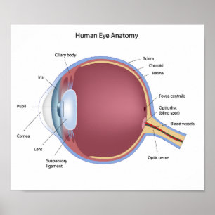 Human Öga Anatomy Poster