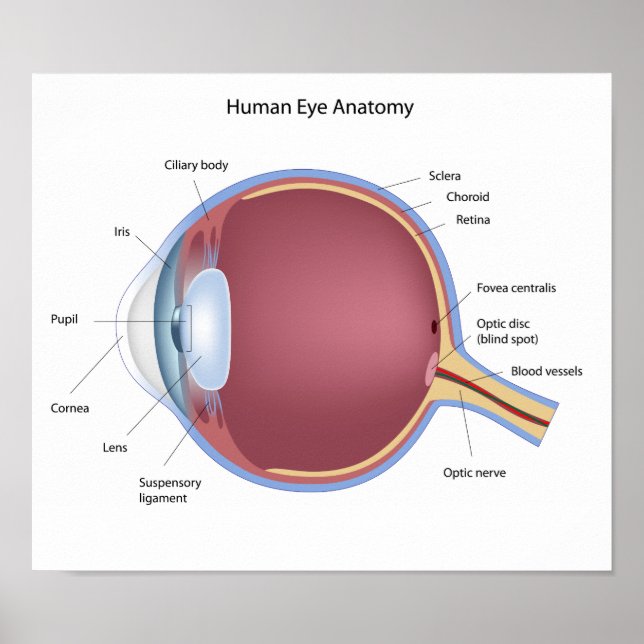Human Öga Anatomy Poster (Framsidan)