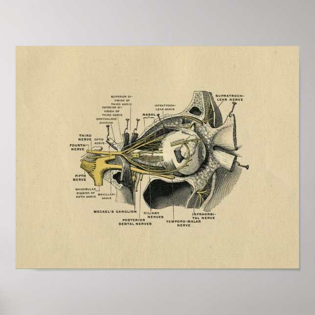 Human Öga Nerves Anatomy 1902 Vintage Print Poster (Framsidan)