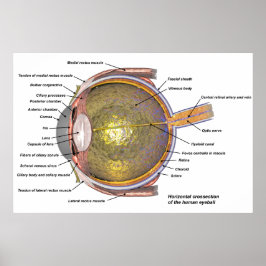 Human öga poster