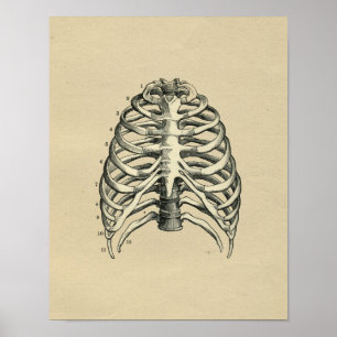 Human RibCage Anatomy 1902 Vintage Skriv ut Poster