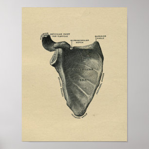 Human Scapula Anatomy 1902 Vintage Print Poster