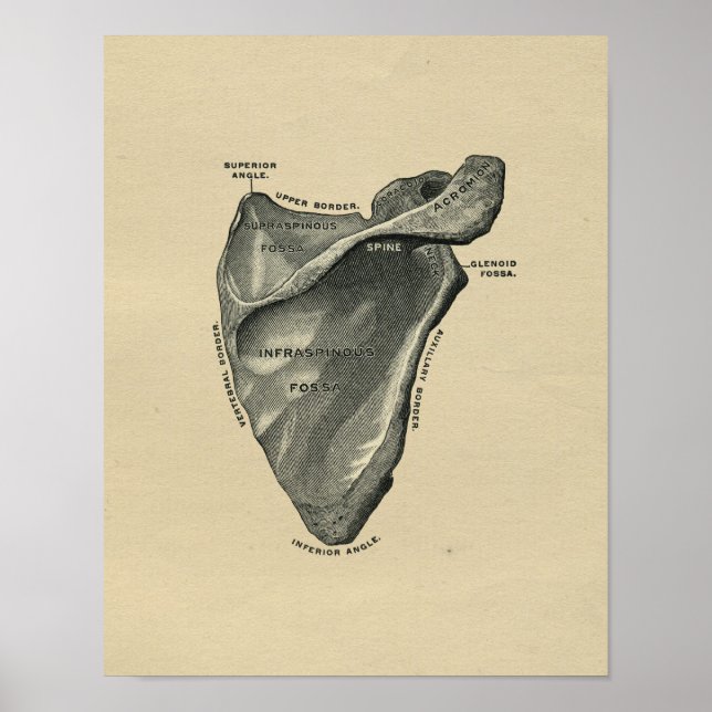 Human Scapula Anatomy 1902 Vintage Print Poster (Framsidan)