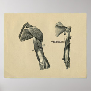 Human Shoulder Arm Anatomy 1902 Vintage Print Poster