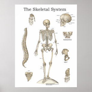 Human Skeletal Anatomy Diagram Poster
