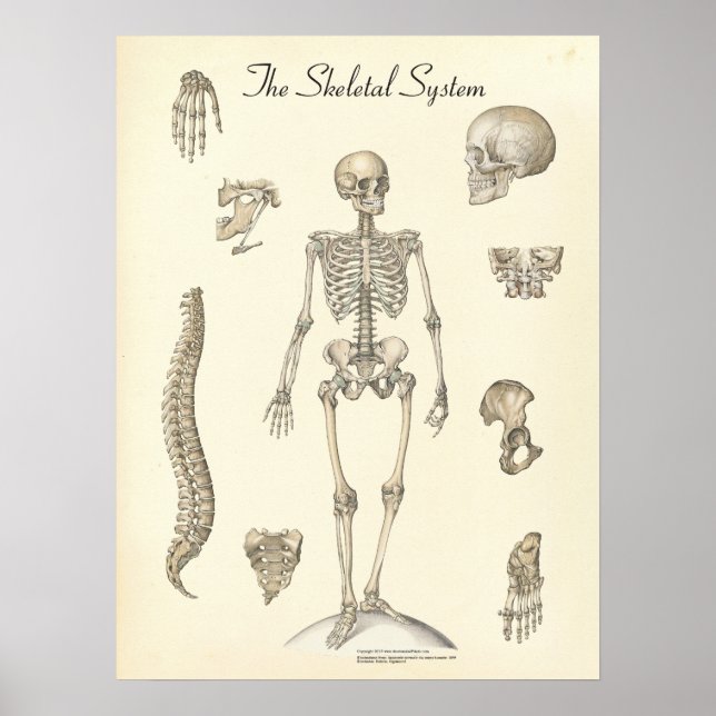 Human Skeletal Anatomy Diagram Poster (Framsidan)