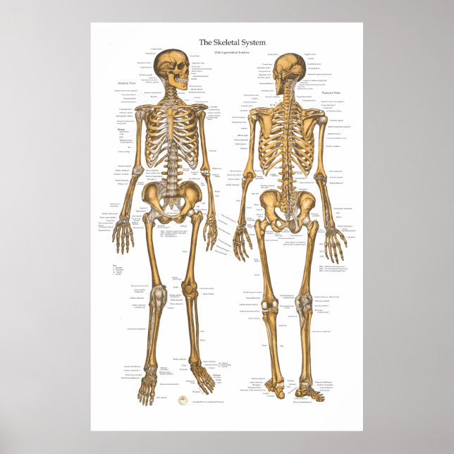 Human Skeletal System Chart w/ ligaments, Tendons Poster (Framsidan)