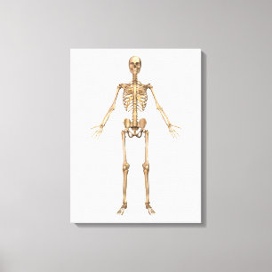 Human Skeletal System, Front View Canvastryck