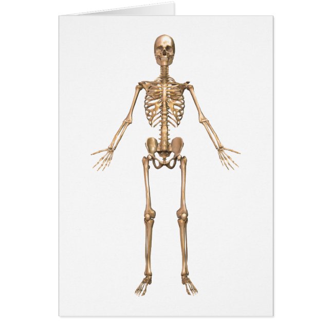 Human Skeletal System, Front View Hälsningskort (Framsidan)