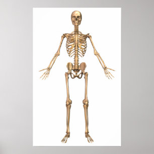 Human Skeletal System, Front View Poster