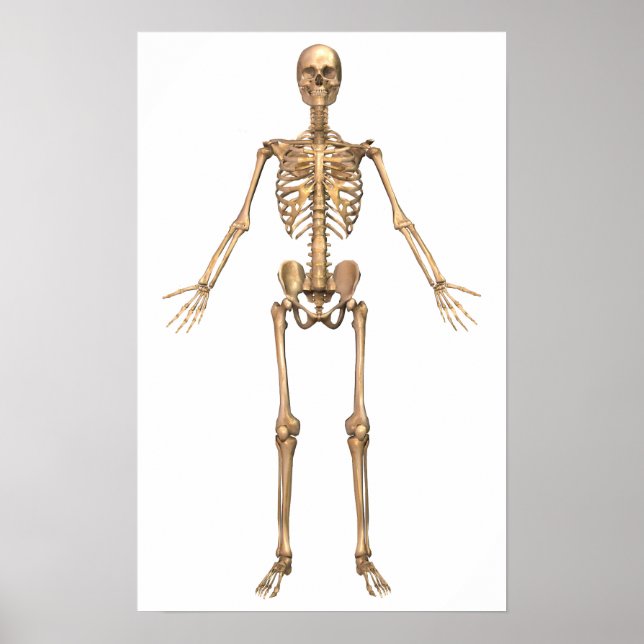 Human Skeletal System, Front View Poster (Framsidan)