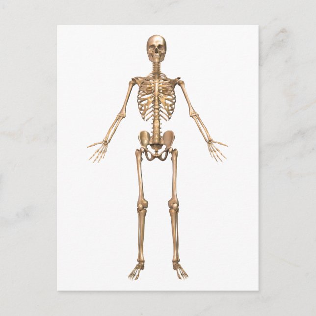 Human Skeletal System, Front View Vykort (Framsida)