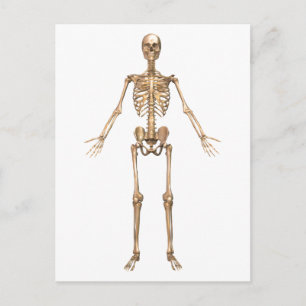 Human Skeletal System, Front View Vykort