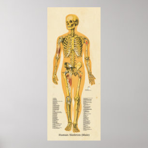Human Skeleton Anatomy Bones Chart Male Poster