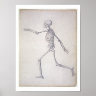 Human Skeleton, från sidan, från serien Poster