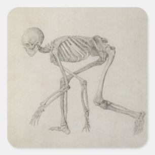 Human Skeleton: Lateral syn i Crouching Posture. Fyrkantigt Klistermärke