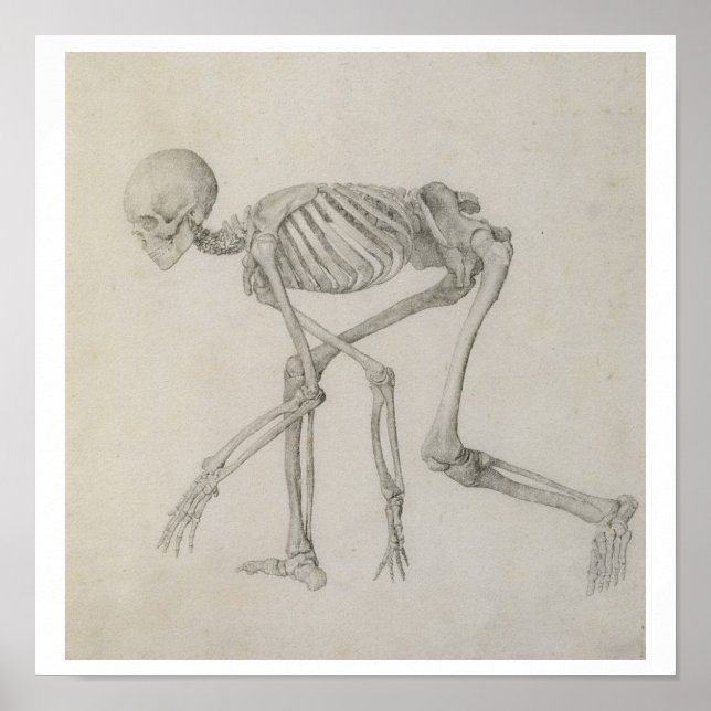 Human Skeleton: Lateral syn i Crouching Posture. Poster (Framsidan)