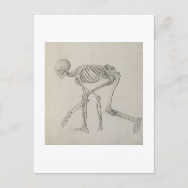 Human Skeleton: Lateral syn i Crouching Posture. Vykort (Framsida)