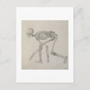 Human Skeleton: Lateral syn i Crouching Posture. Vykort