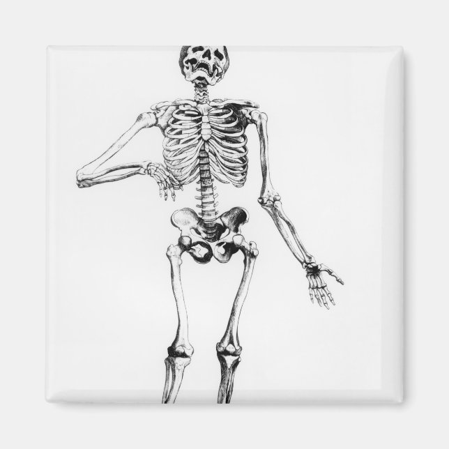 Human Skeleton Magnet (Framsidan)