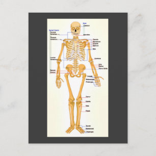 Human Skeleton märkt Vykort
