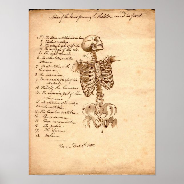 Human Skeleton Poster (Framsidan)