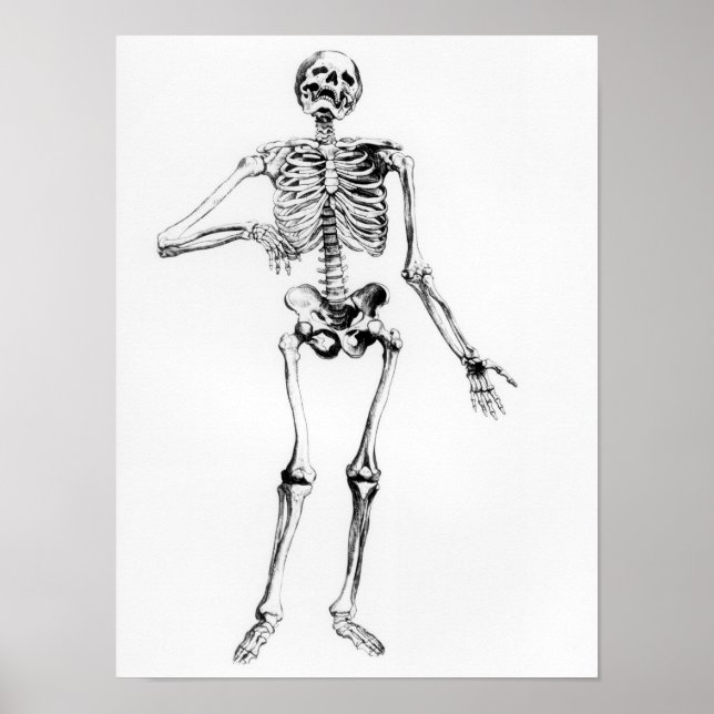 Human Skeleton Poster (Framsidan)