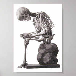 Human Skeleton Sitta Anatomy Science Art Poster