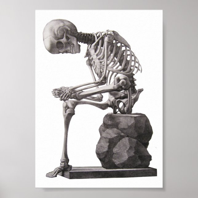 Human Skeleton Sitta Anatomy Science Art Poster (Framsidan)