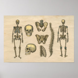 Human Skeleton Skullig ryggradsanatomi 1841 Skriv Poster