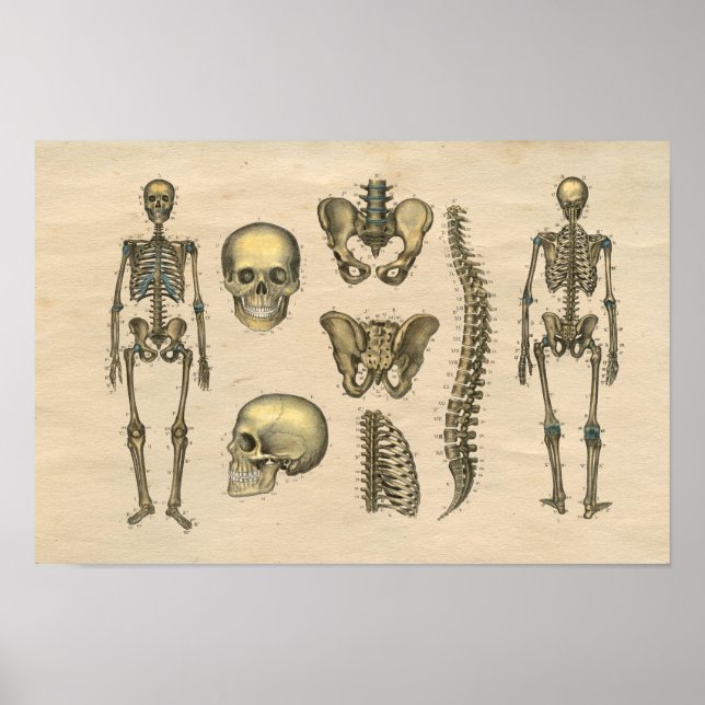 Human Skeleton Skullig ryggradsanatomi 1841 Skriv  Poster (Framsidan)