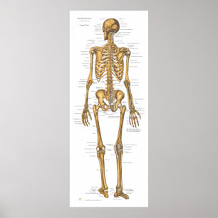 Human Skeleton System Anatomy Diagram Poster