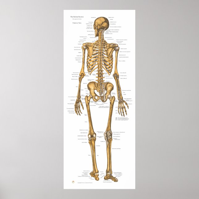 Human Skeleton System Anatomy Diagram Poster (Framsidan)