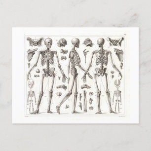 Human Skeleton Vintage Postcard Vykort