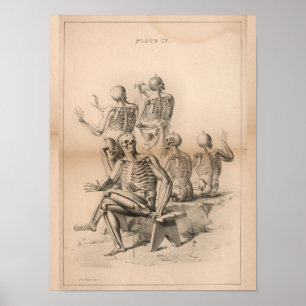 Human Skeletons Vintage Anatomy Art Print 1827 Poster