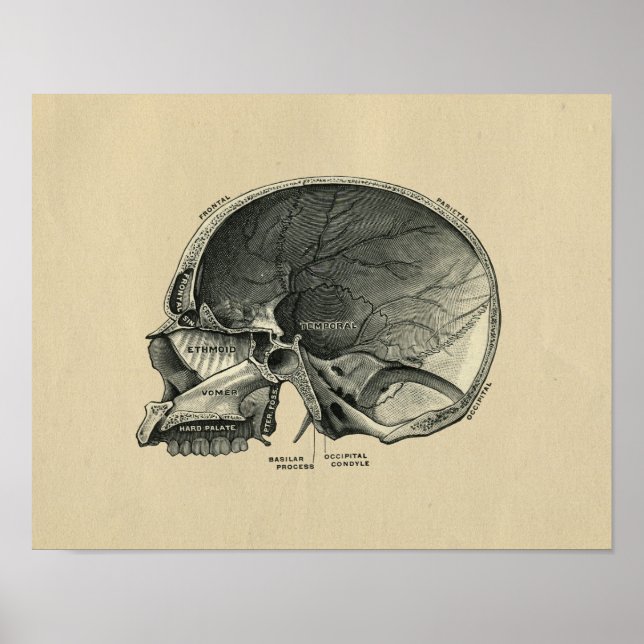 Human Skull Anatomy 1902 Vintage Skriv ut Poster (Framsidan)
