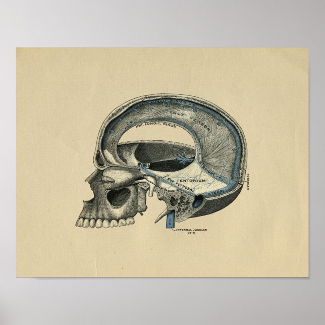 Human Skull Anatomy 1902 Vintage Skriv ut Poster (Framsidan)