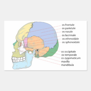 Human Skull Bone Namn-diagram Rektangulärt Klistermärke